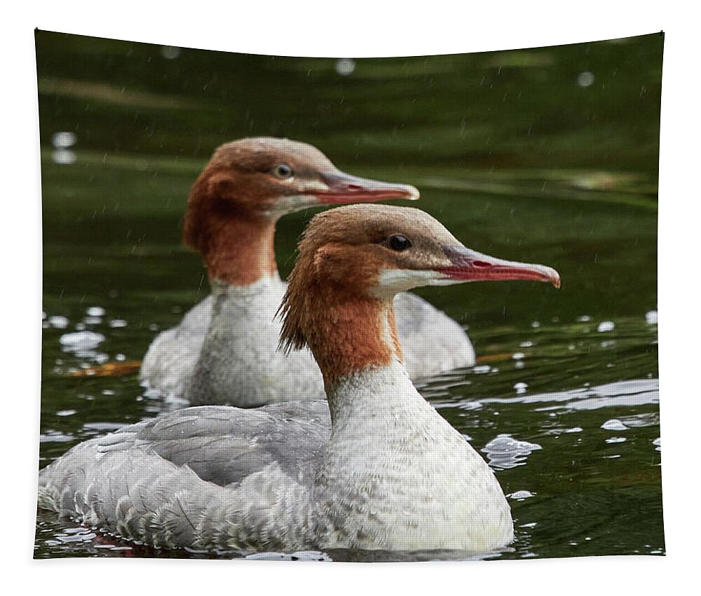 Finland Tapestry featuring the photograph Two of a kind. Common merganser by Jouko Lehto