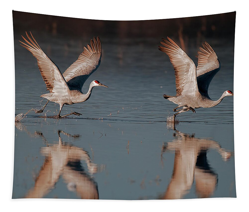 Sandhill Tapestry featuring the photograph Two Sandhill Crane taking off sunrise by Gary Langley