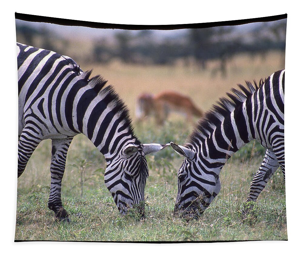 Africa Tapestry featuring the photograph Two Zebras Eating Face to Face by Russ Considine