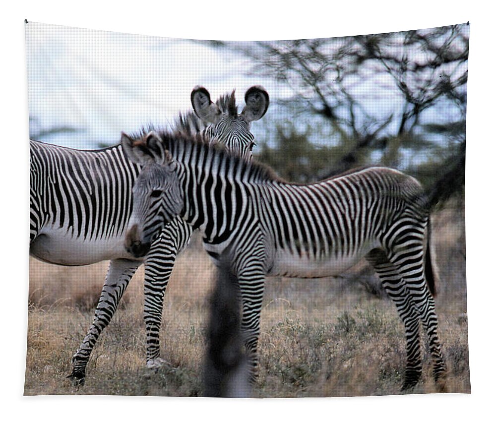 Zebra Tapestry featuring the photograph Two Zebras by Russ Considine