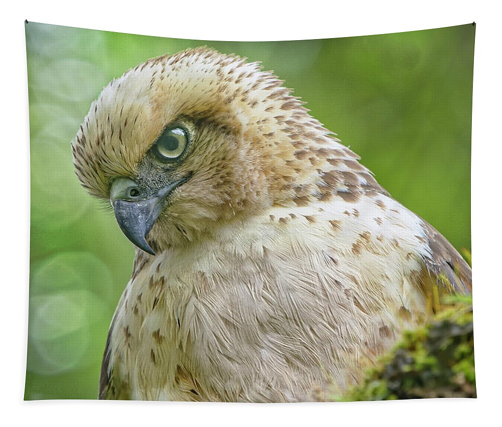 Beautiful Bird Tapestry featuring the photograph Under a Watchful Eye by Heidi Fickinger