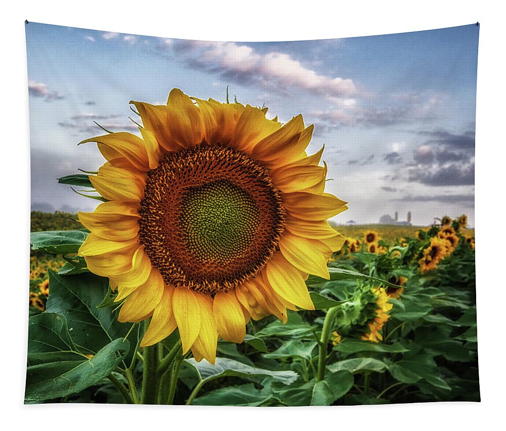 Sunflower Tapestry featuring the photograph Unes by Tricia Louque