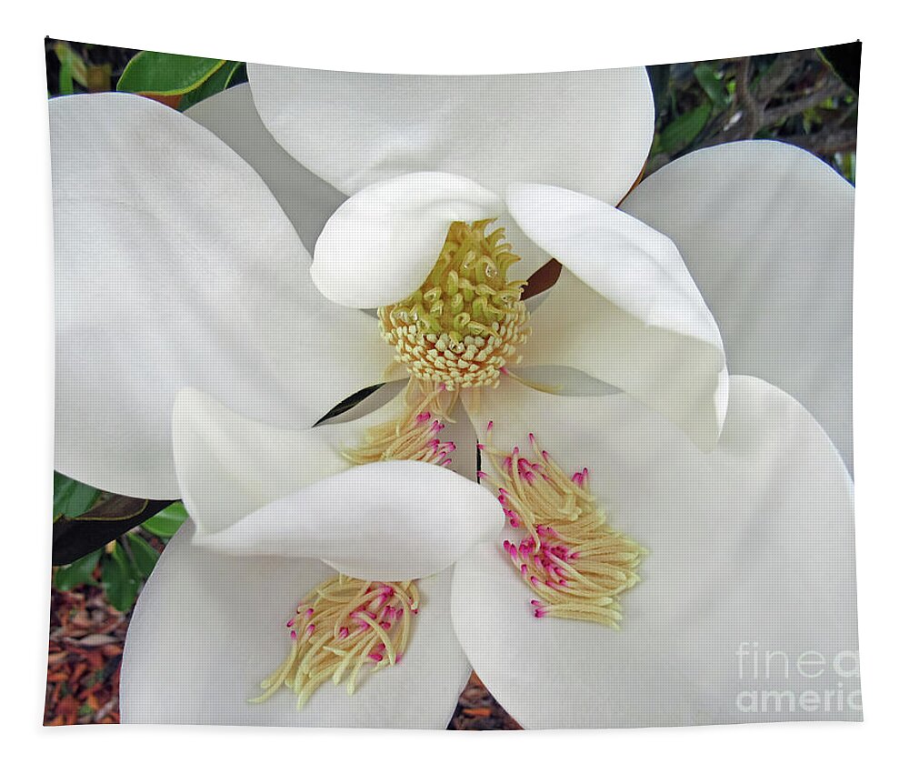 Magnolia Tapestry featuring the photograph Unfolding Beauty of Magnolia by Roberta Byram