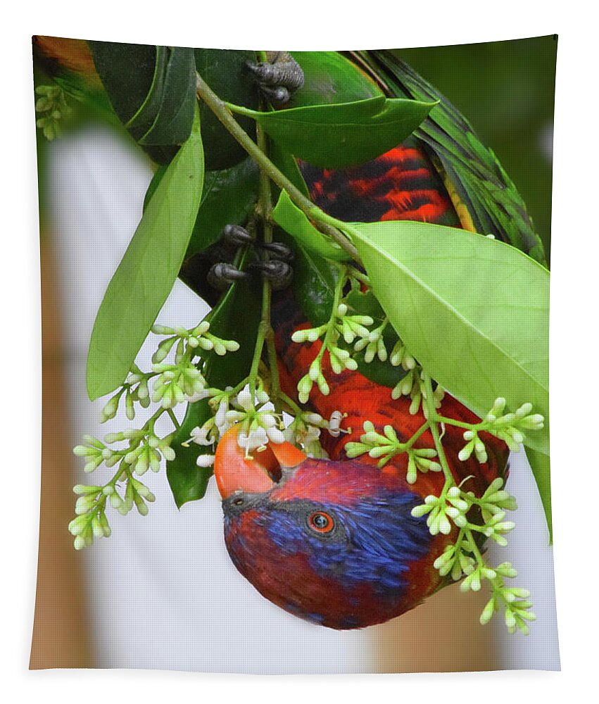 Bird Tapestry featuring the photograph Upside down Rainbow Lorikeet by Gareth Parkes