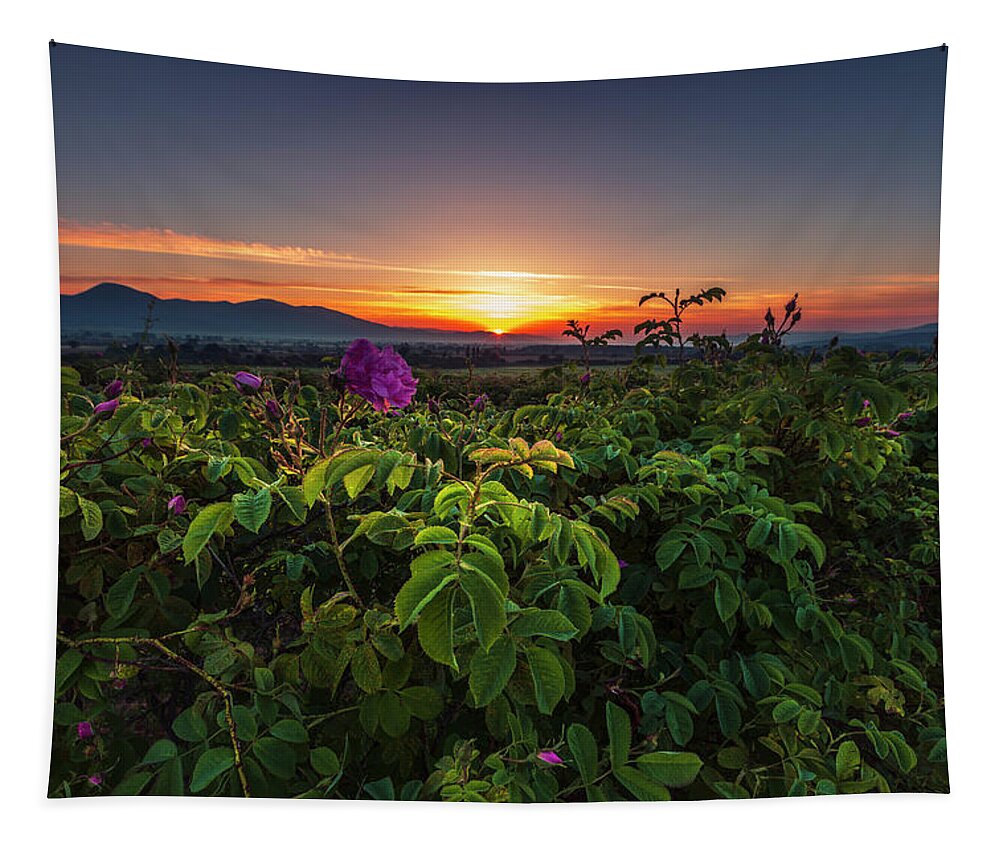 Bulgaria Tapestry featuring the photograph Valley of Roses by Evgeni Dinev