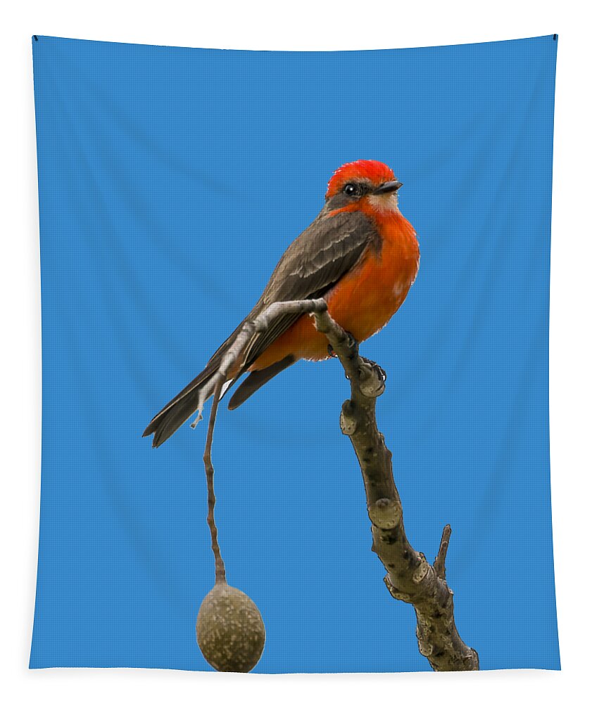 Vermilion Flycatcher Tapestry featuring the photograph Vermilion Flycatcher 4 by Shane Bechler