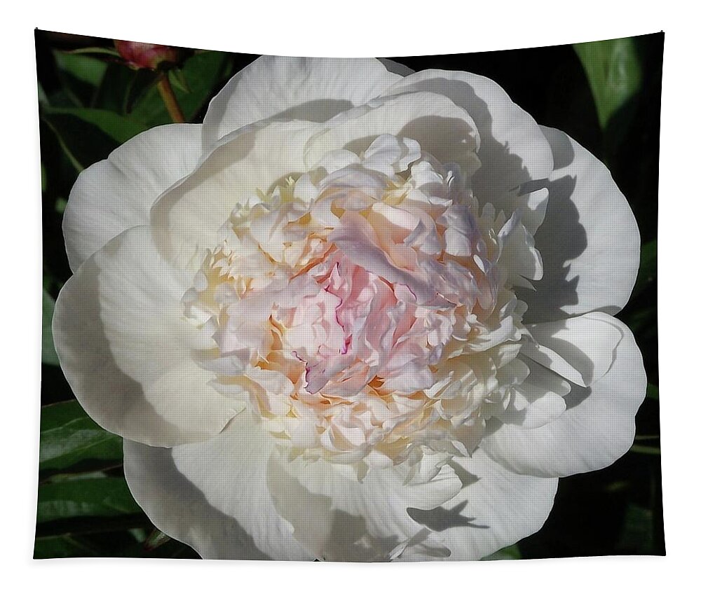 Peony Tapestry featuring the photograph Vernville Peony by Stephanie Weber