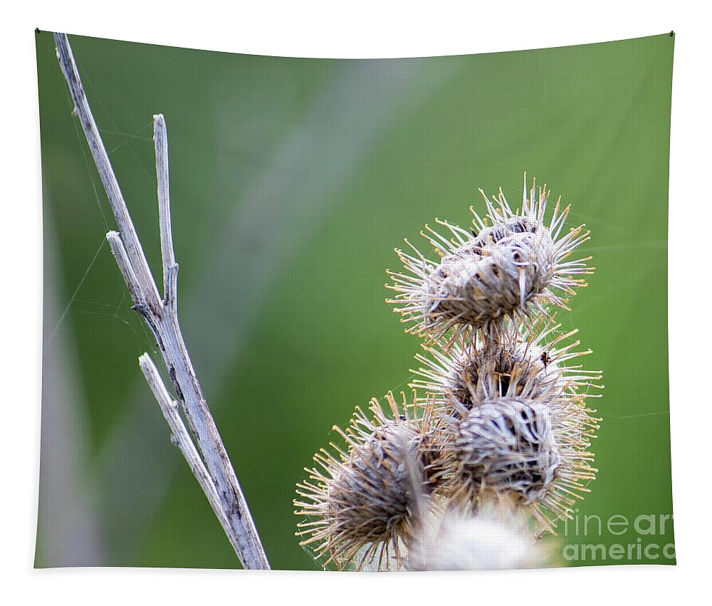 Macro Photography Tapestry featuring the photograph Very Prickly by Marc Champagne