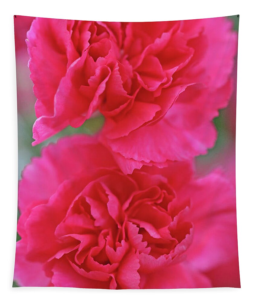 Carnations Tapestry featuring the photograph Vibrant Pink Carnations by Debbie Oppermann