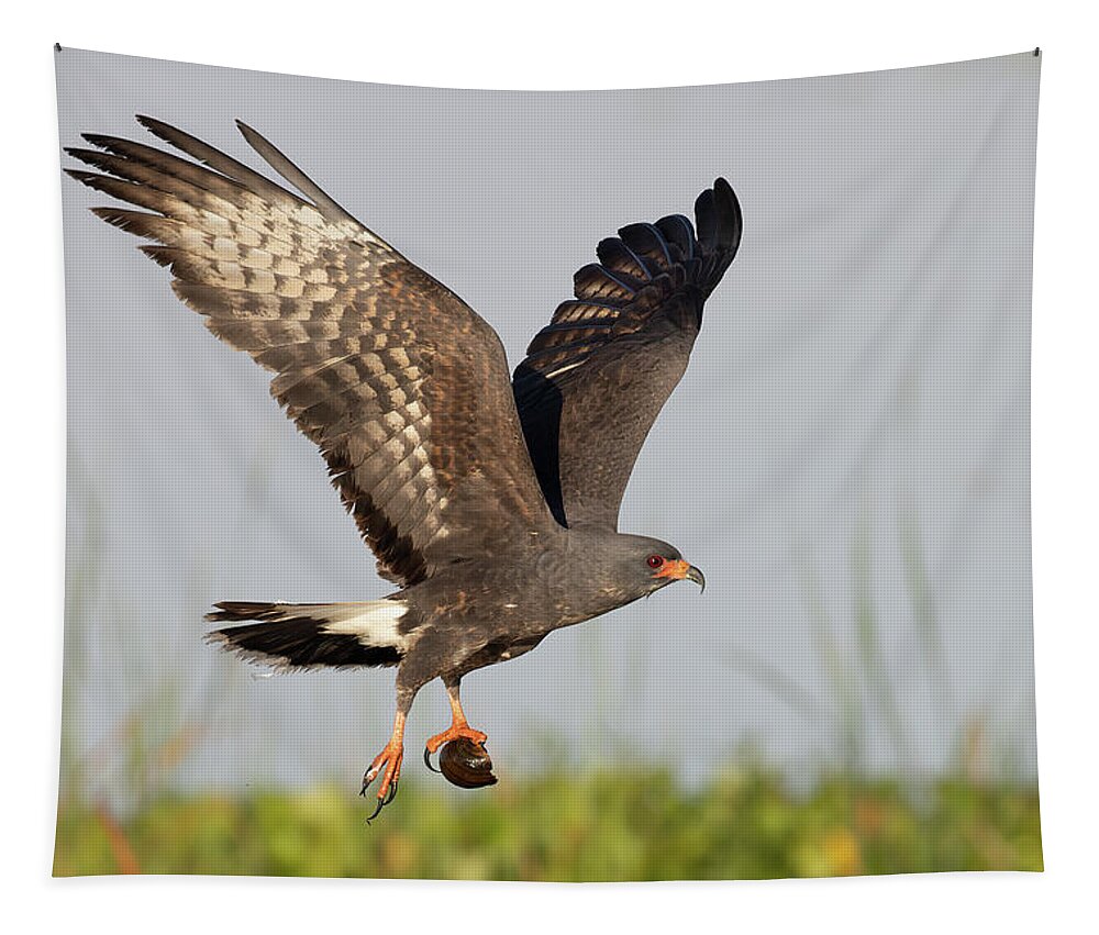 Snail Kite Tapestry featuring the photograph Victory by RD Allen