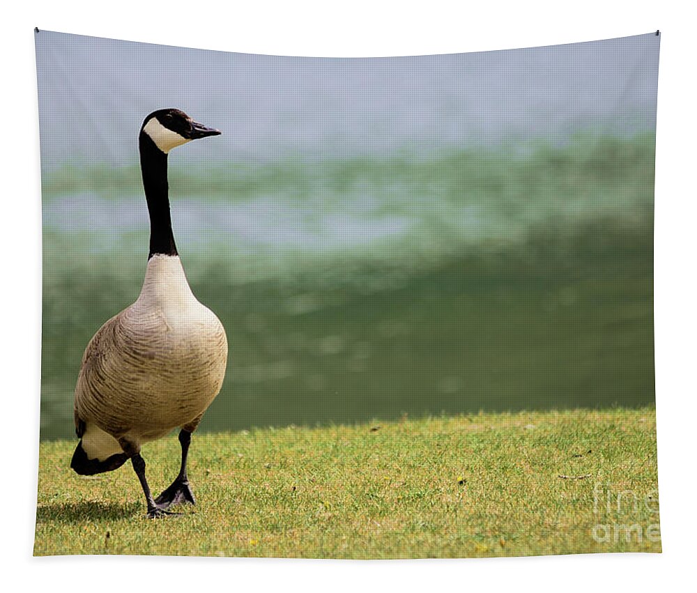 Goose Tapestry featuring the photograph Vigilant Canada Goose by Kae Cheatham