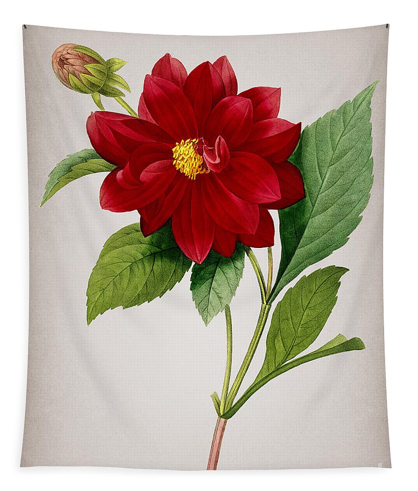 Vintage Tapestry featuring the mixed media Vintage Double Dahlias Botanical Illustration on Parchment by Holy Rock Design