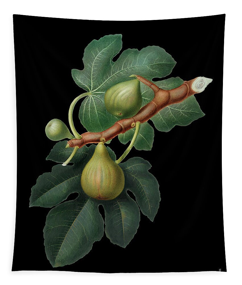Vintage Tapestry featuring the mixed media Vintage Fig Botanical Art on Solid Black n.0295 by Holy Rock Design
