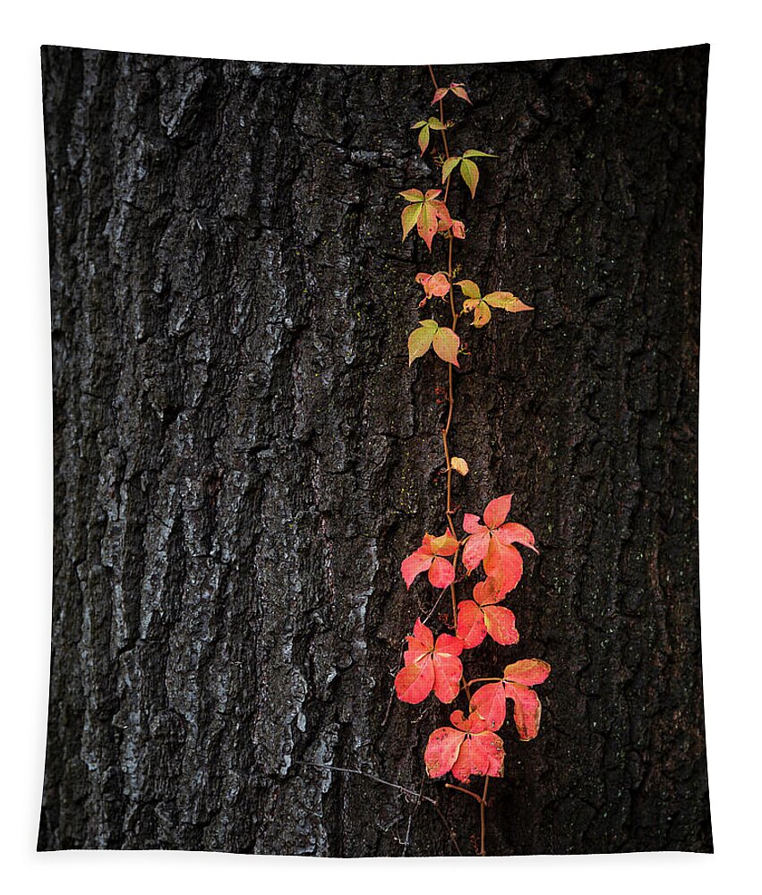 3scape Tapestry featuring the photograph Virginia Creeper on Oak by Adam Romanowicz