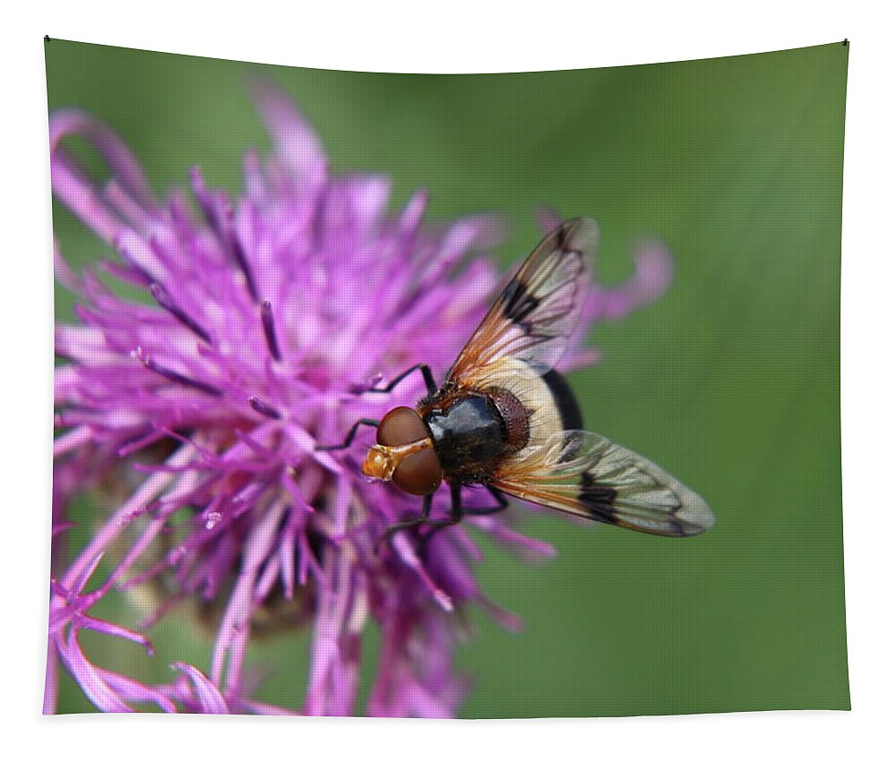 Volucella Pellucens Tapestry featuring the photograph Volucella pellucens sitting and standing on red clover trying find some sweet by Vaclav Sonnek