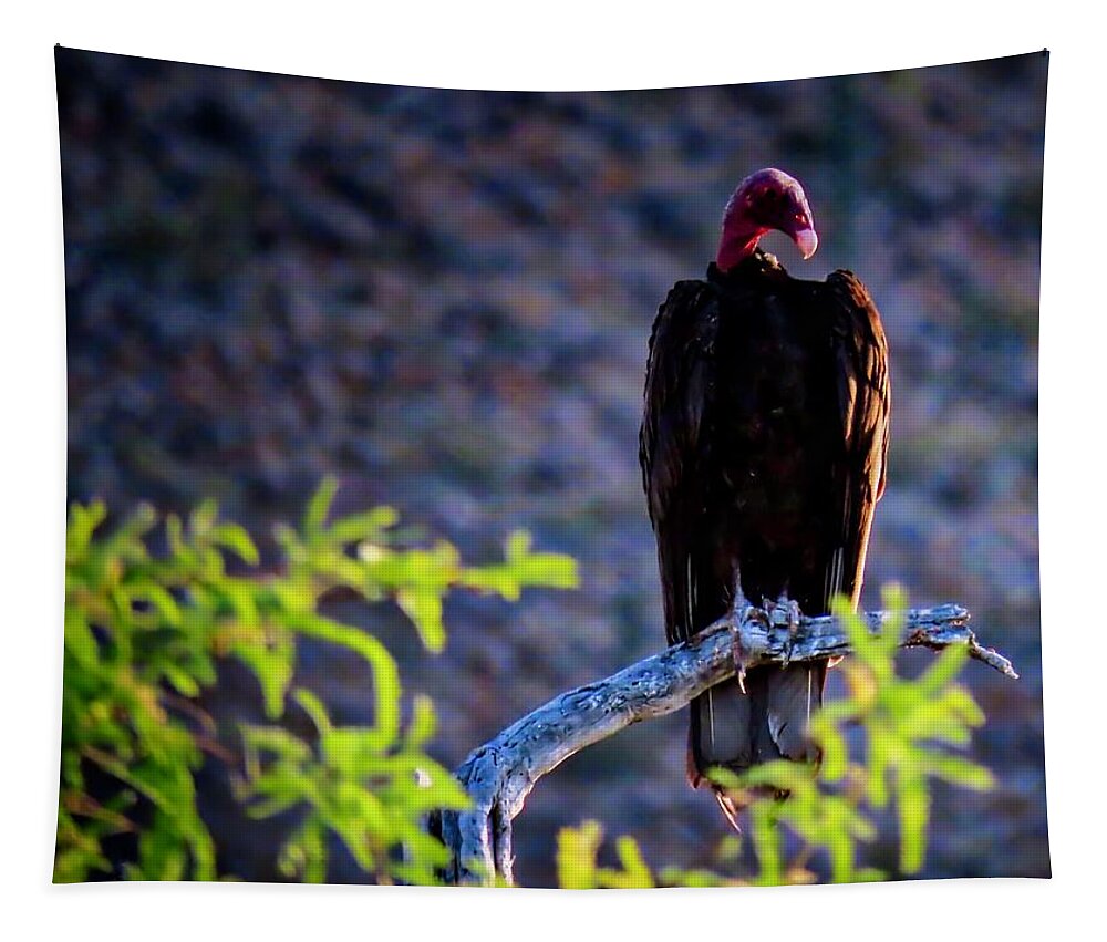 Arizona Tapestry featuring the photograph Vulture on the Vekol by Judy Kennedy