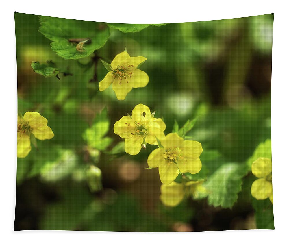 Waldsteinia Tapestry featuring the photograph Waldsteinia Geoides Willd Barren Strawberry Flowers by Artur Bogacki