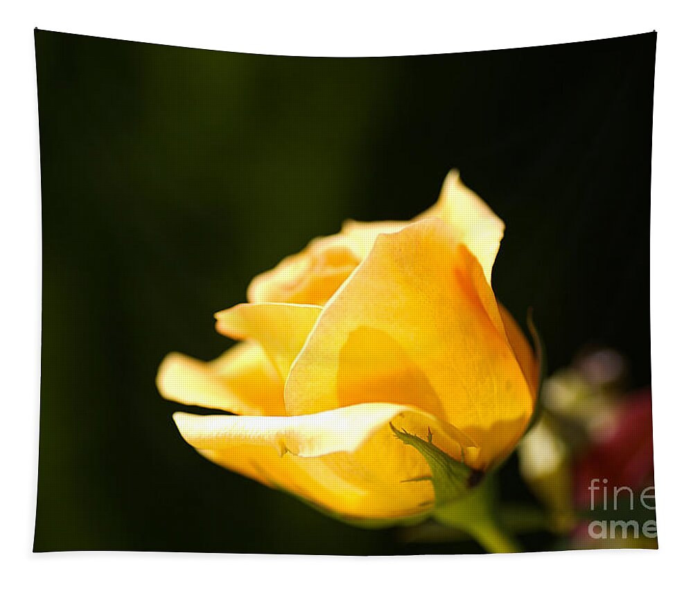 Warm Yellow Rose Bud Tapestry featuring the photograph Warm Yellow Rose Bud by Joy Watson