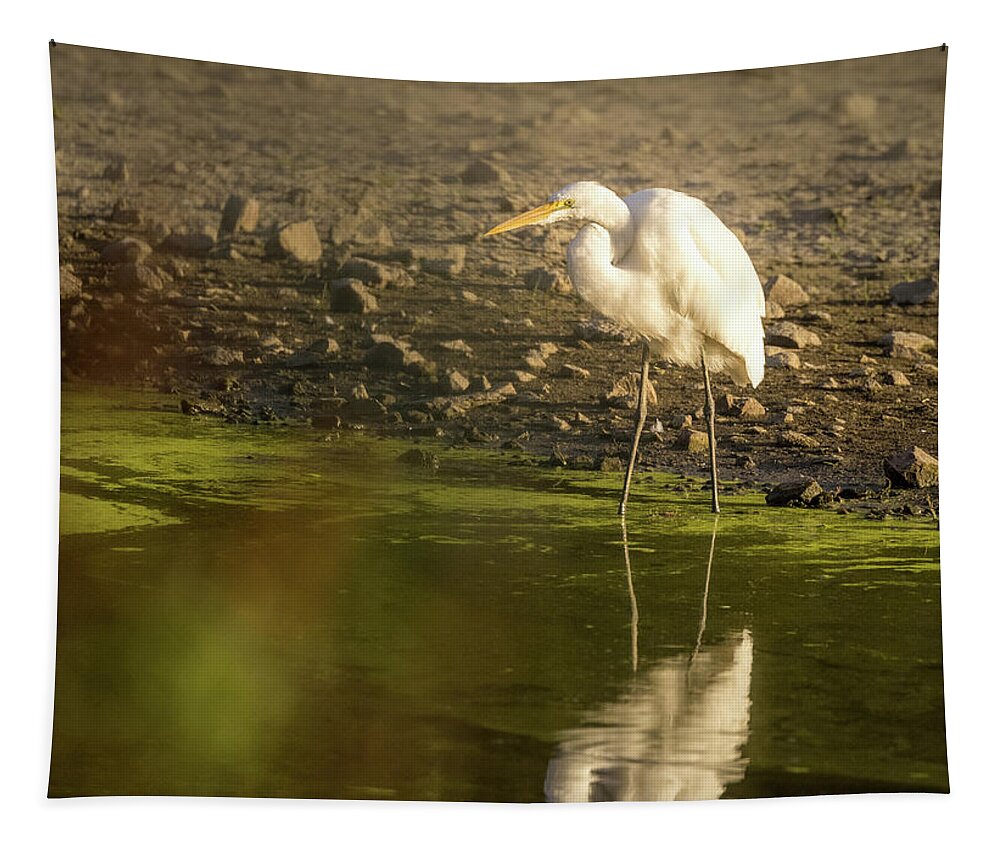 Watchful Egret Tapestry featuring the photograph Watchful Egret by Jean Noren