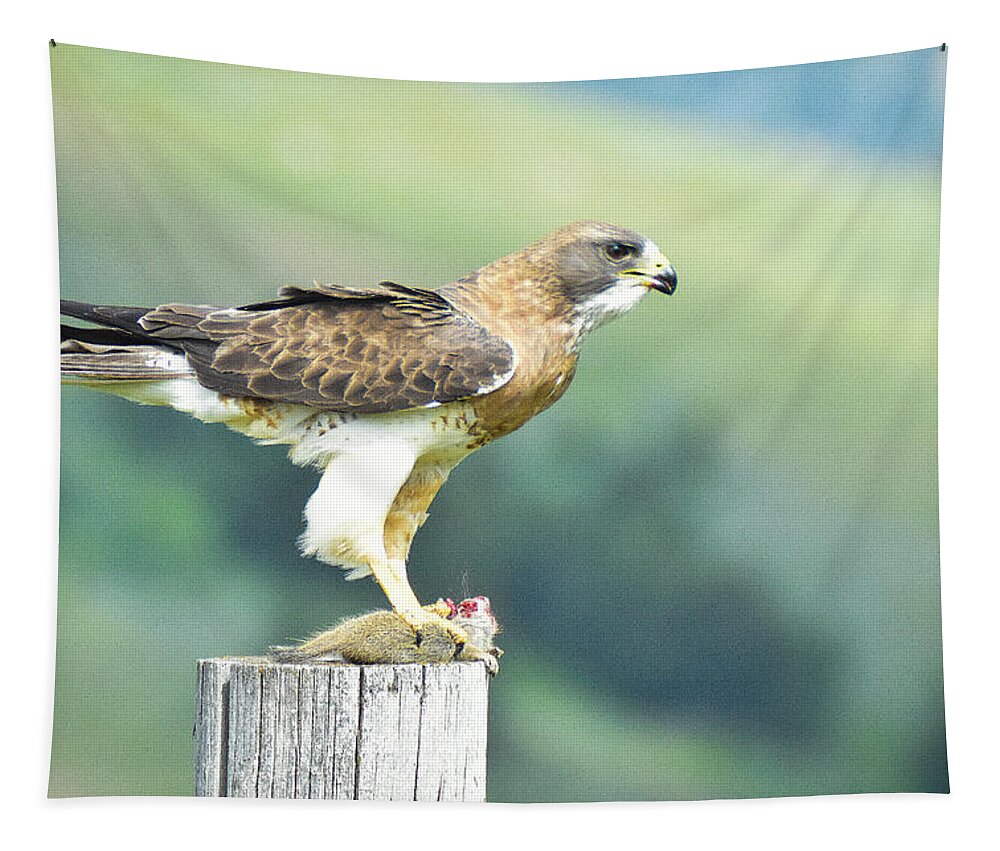 Hawk Tapestry featuring the photograph Watchful hawk guards its kill by Ed Stokes