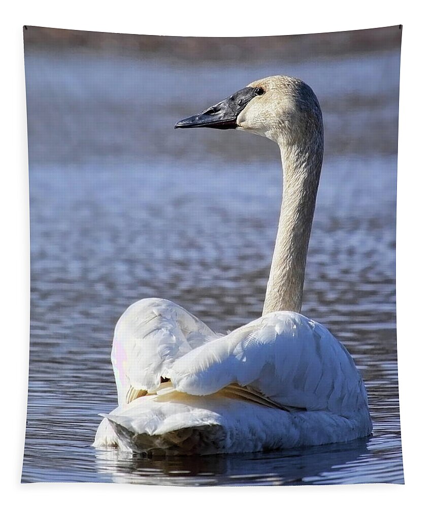 Waterfowl Tapestry featuring the photograph Watchful Trumpeter Swan by Dale Kauzlaric