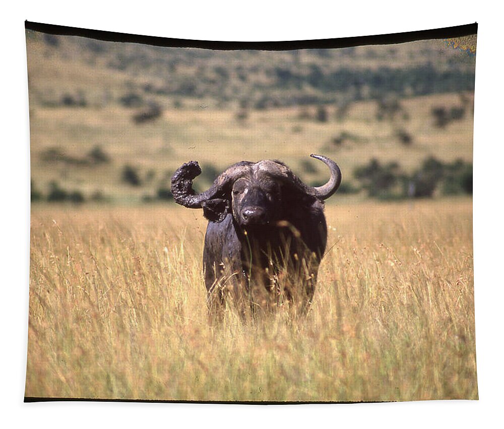 Africa Tapestry featuring the photograph Water Buffalo in Field by Russel Considine