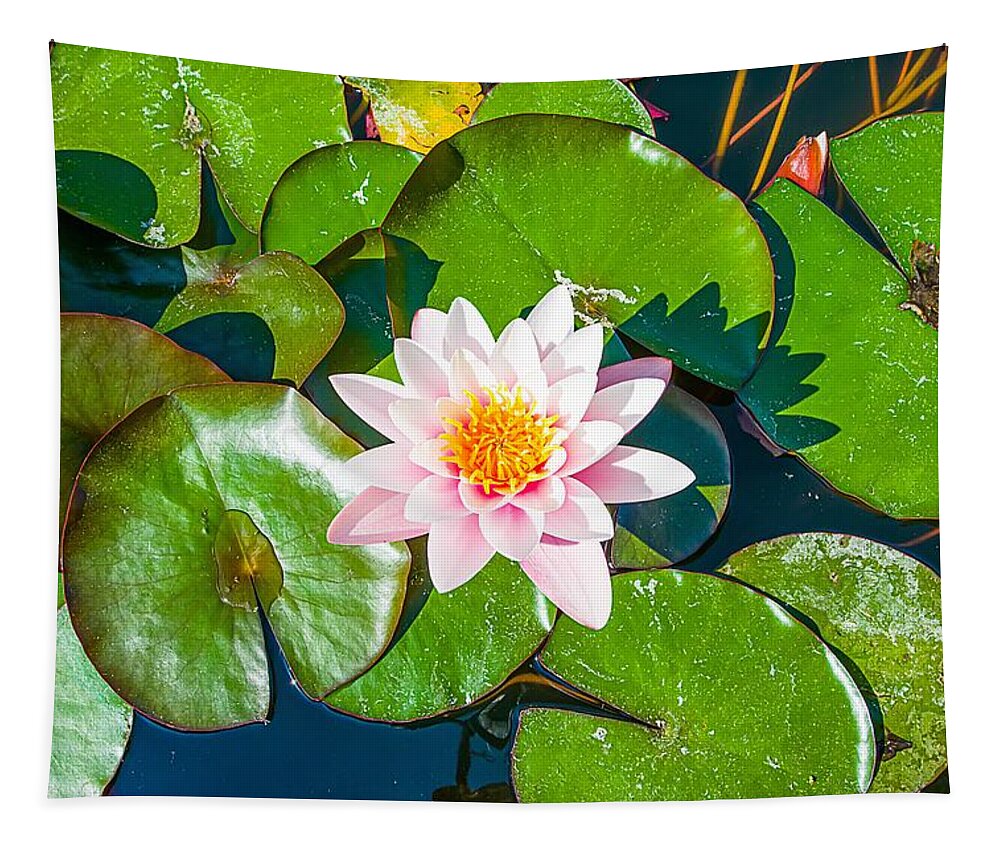 Liguria Di Ponente Tapestry featuring the photograph PINK LOTUS Water Flowers - Fiori sull'acqua by Enrico Pelos