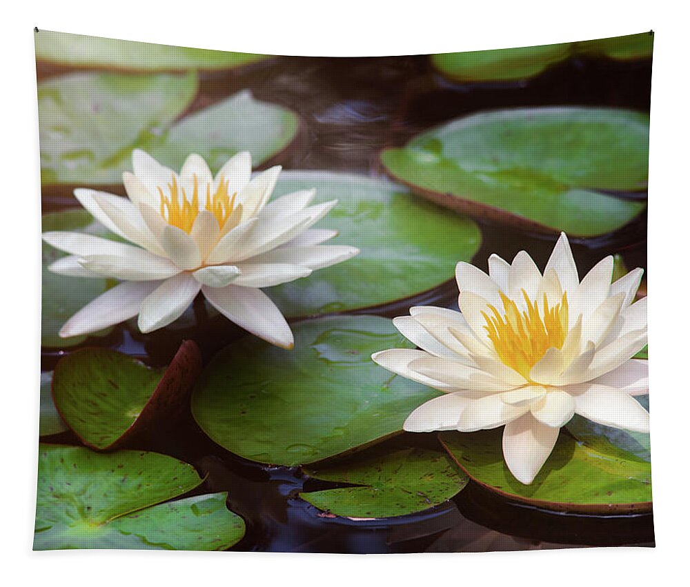 Water Lily Tapestry featuring the photograph Water Lilies by Scott Norris