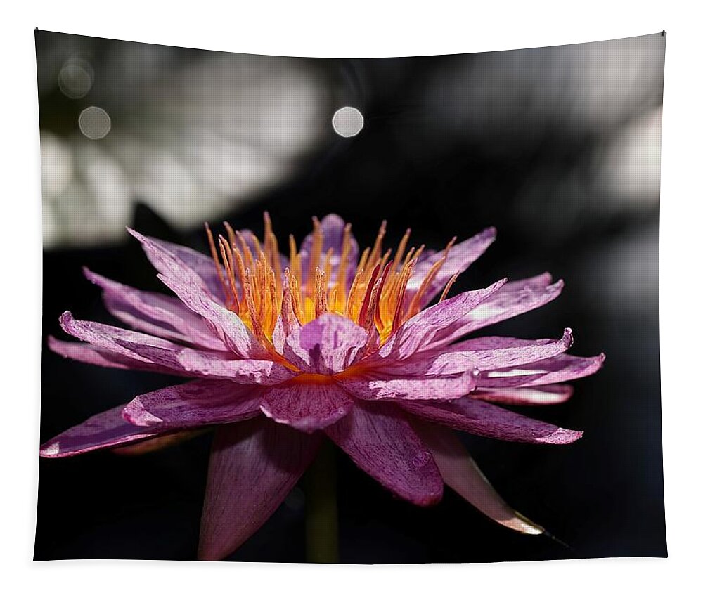 Water Lily Tapestry featuring the photograph Water Lily in the Spotlight by Mingming Jiang