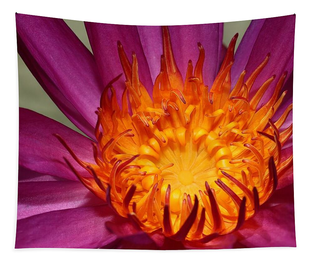 Water Lily Tapestry featuring the photograph Water Lily on Fire by Mingming Jiang