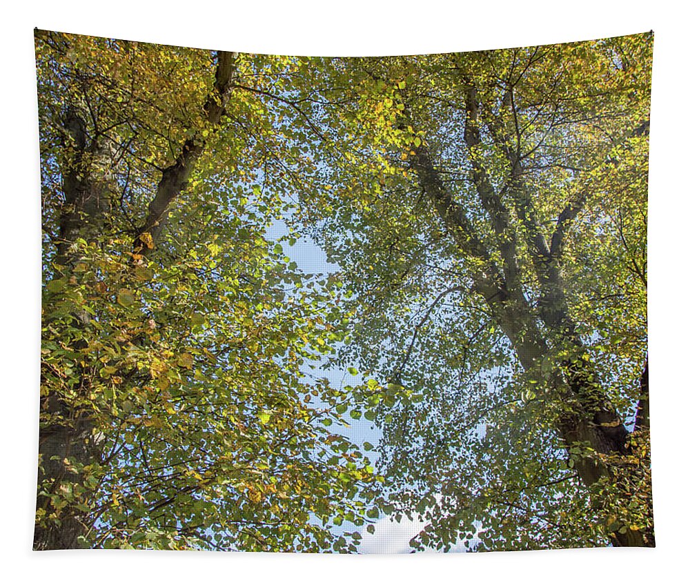 Waterlow Park Tapestry featuring the photograph Waterlow Park Trees Fall 1 by Edmund Peston