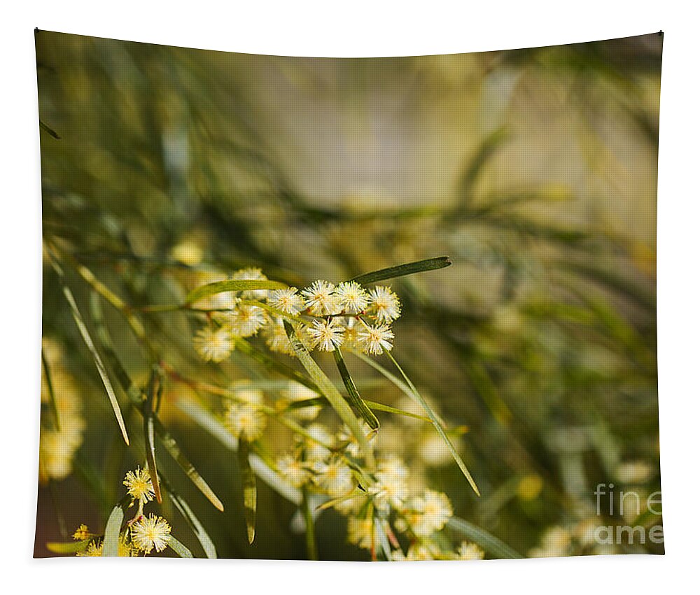 Acacia Tapestry featuring the photograph Wattle Tree Spring Flowers by Joy Watson