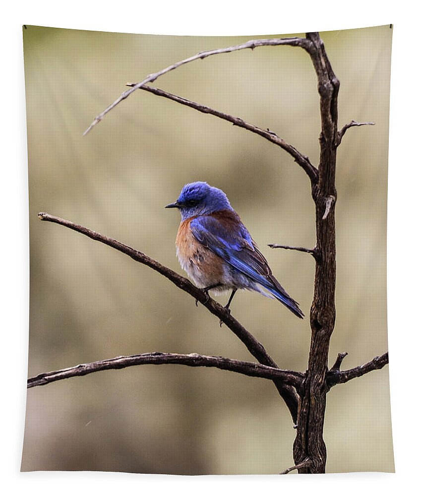 Blue Bird Tapestry featuring the photograph Western Blue Bird by Tahmina Watson