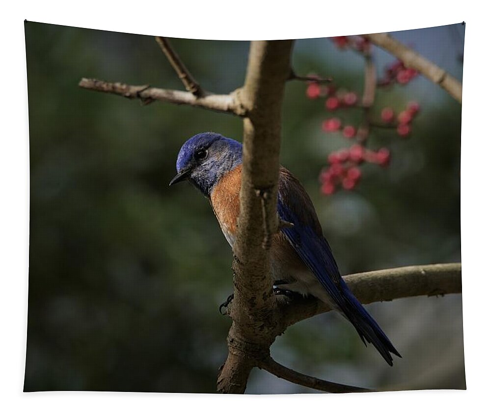 Western Bluebirds Tapestry featuring the photograph Western Bluebird by Ernest Echols