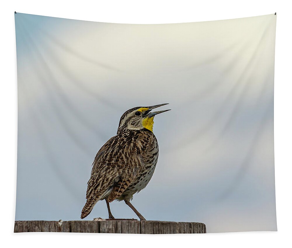 Western Meadowlark Tapestry featuring the photograph Western Meadowlark 2014 by Thomas Young