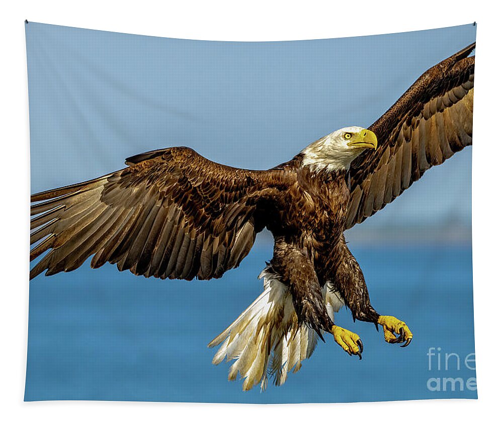 Eagle Tapestry featuring the photograph Wet Eagle by Tom Claud
