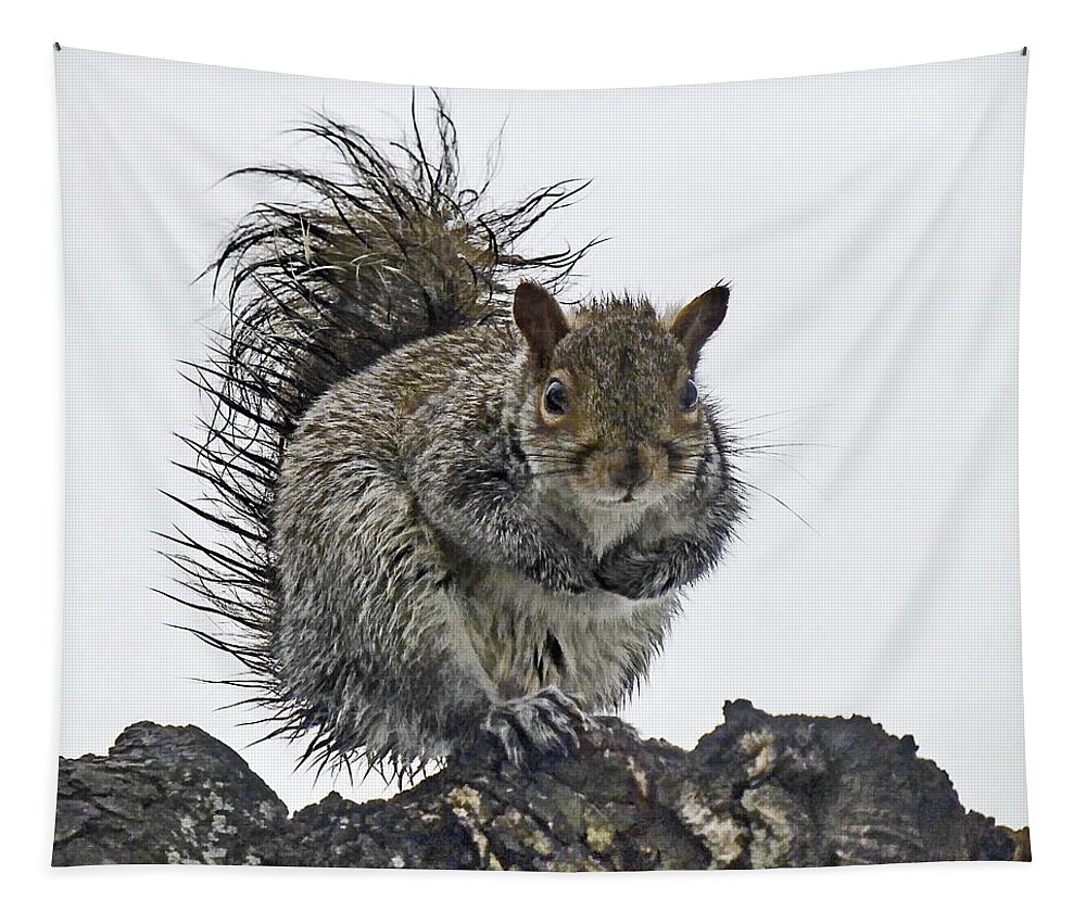 Grey Squirrel Tapestry featuring the photograph Wet Squirrel by Lyuba Filatova