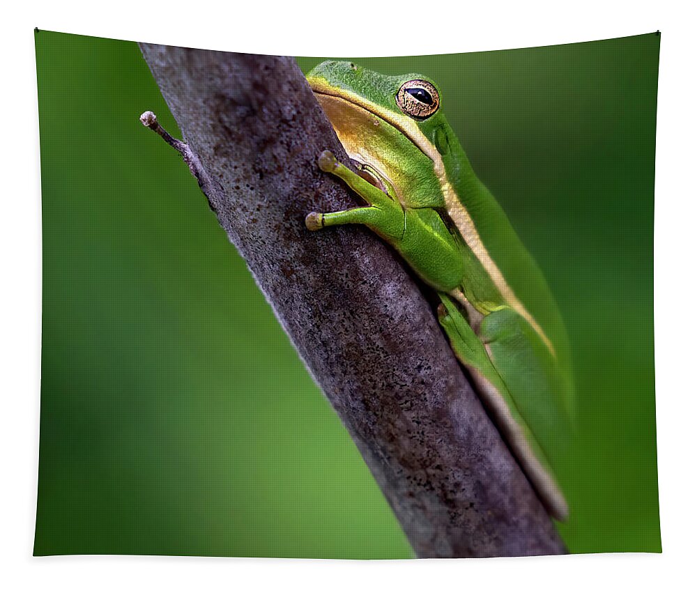 Frog Tapestry featuring the photograph Wetland Metamorphosis by Art Cole