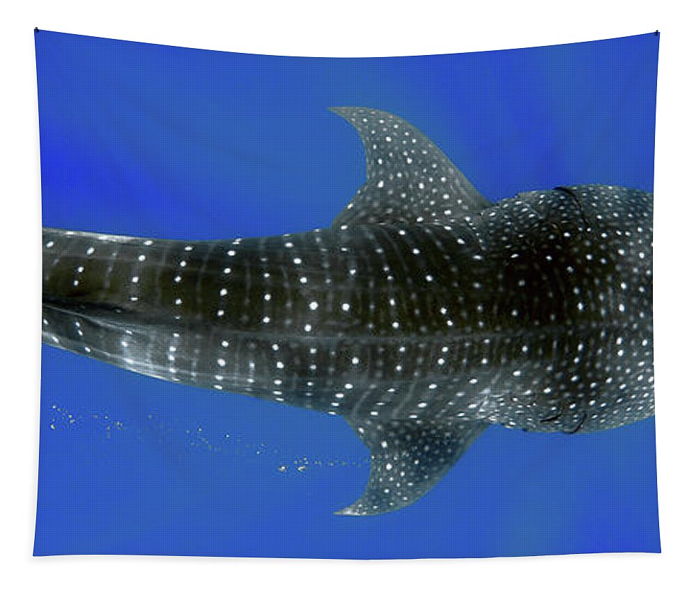 Whale Shark Tapestry featuring the photograph Whale shark by Artesub