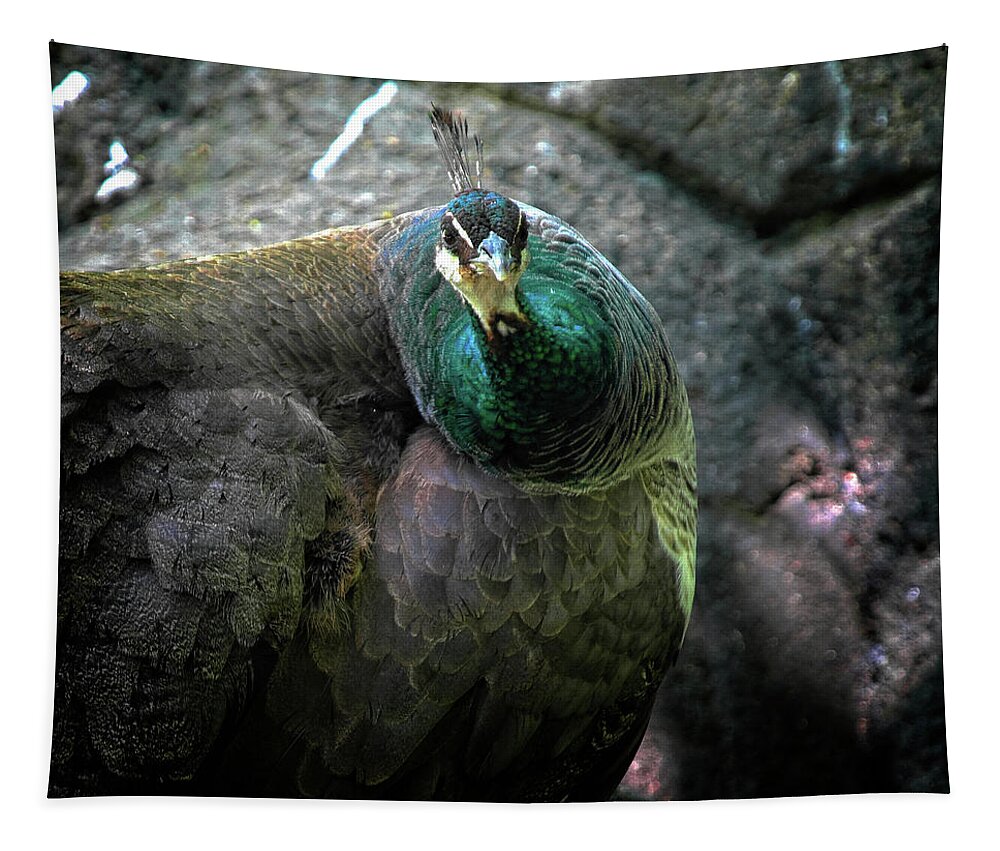 Peacock Tapestry featuring the photograph What Are You Lookin' At? by George Taylor