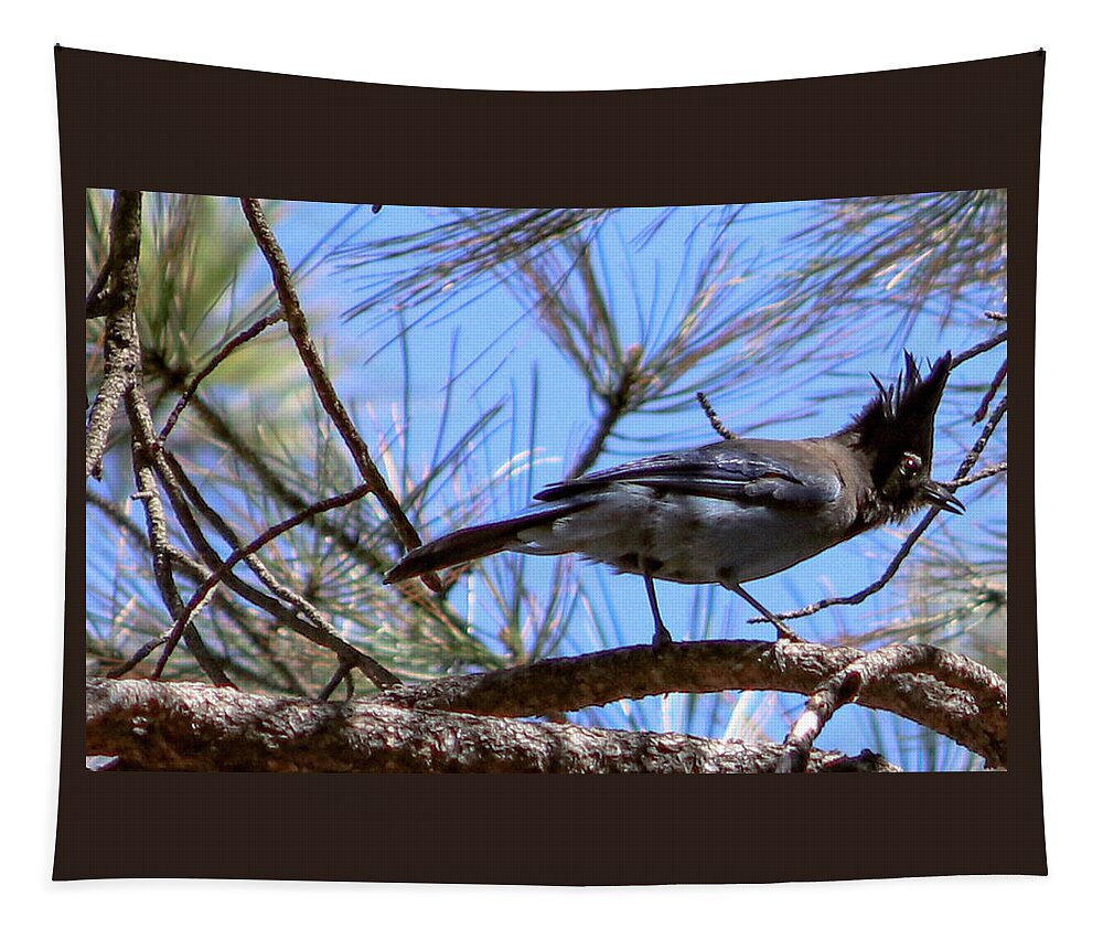Bluejay Stellar's Bluejay Wild Bird Bird Nature Wildlife Wildlife Photography Nature Photography  Tapestry featuring the photograph What is That? by Laura Putman