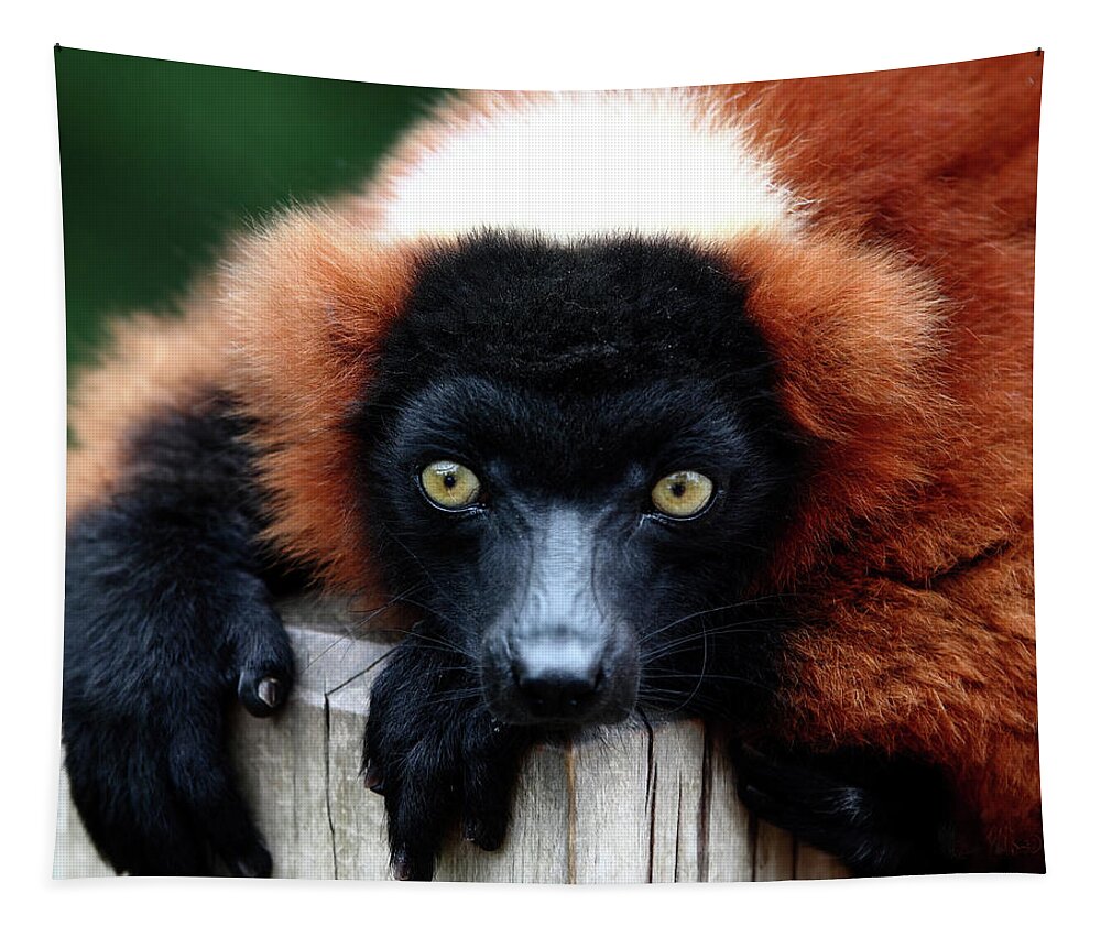 Red Ruffed Lemur Tapestry featuring the photograph Whatchya Lookin At by Lens Art Photography By Larry Trager