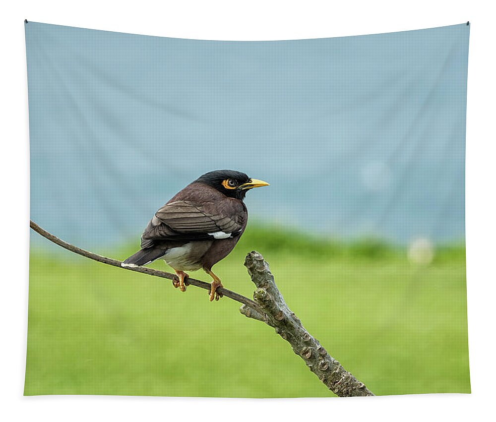 Common Myna Tapestry featuring the photograph What's Common About a Common Myna by Belinda Greb