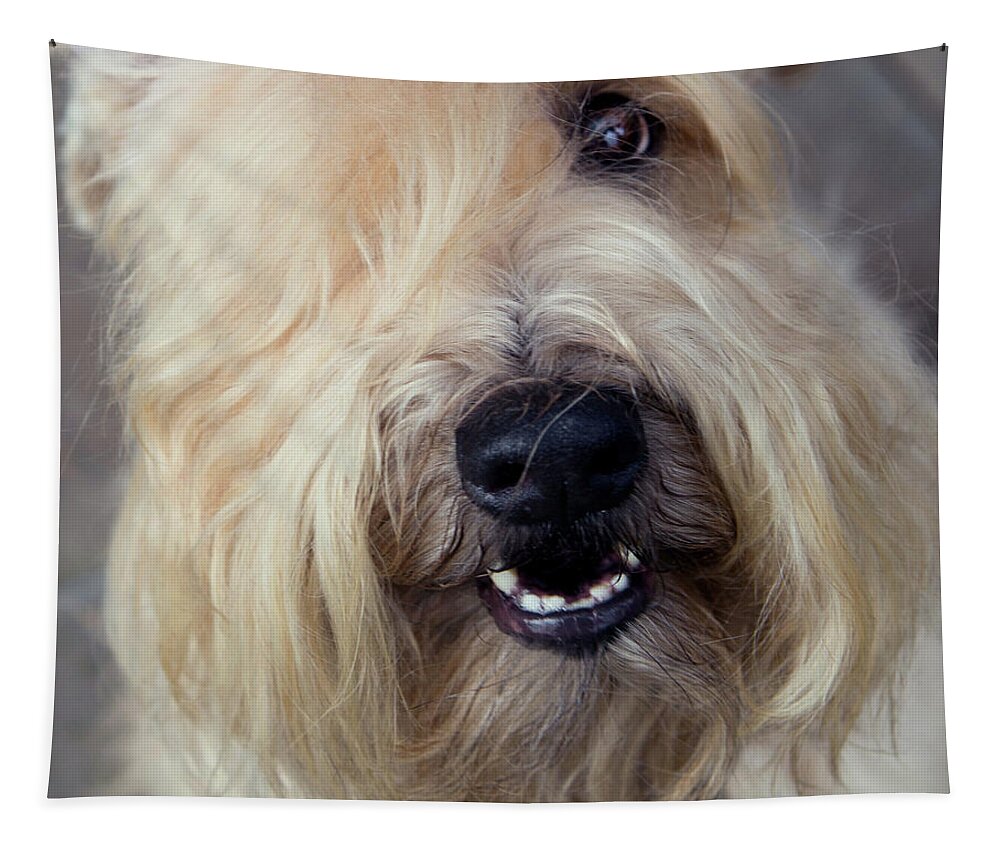 Wheaten Tapestry featuring the photograph Wheaten Face Mask 2 by Rebecca Cozart