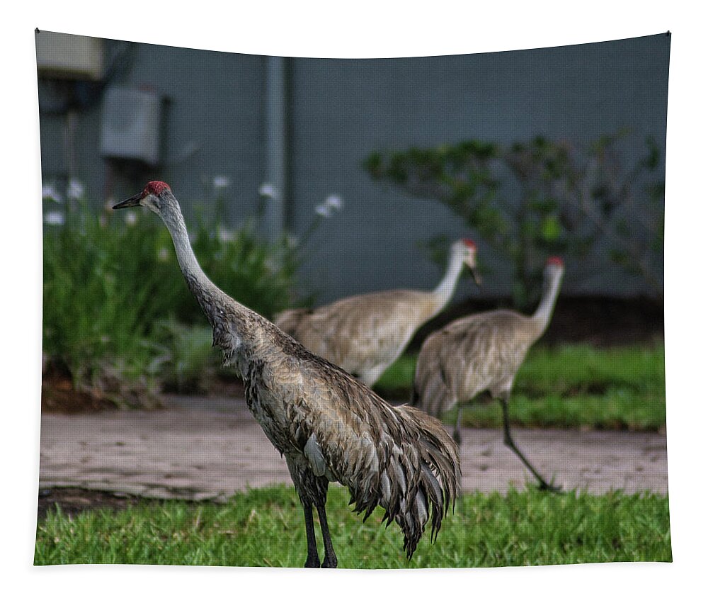 Bird Tapestry featuring the photograph When Cranes Visit by Portia Olaughlin