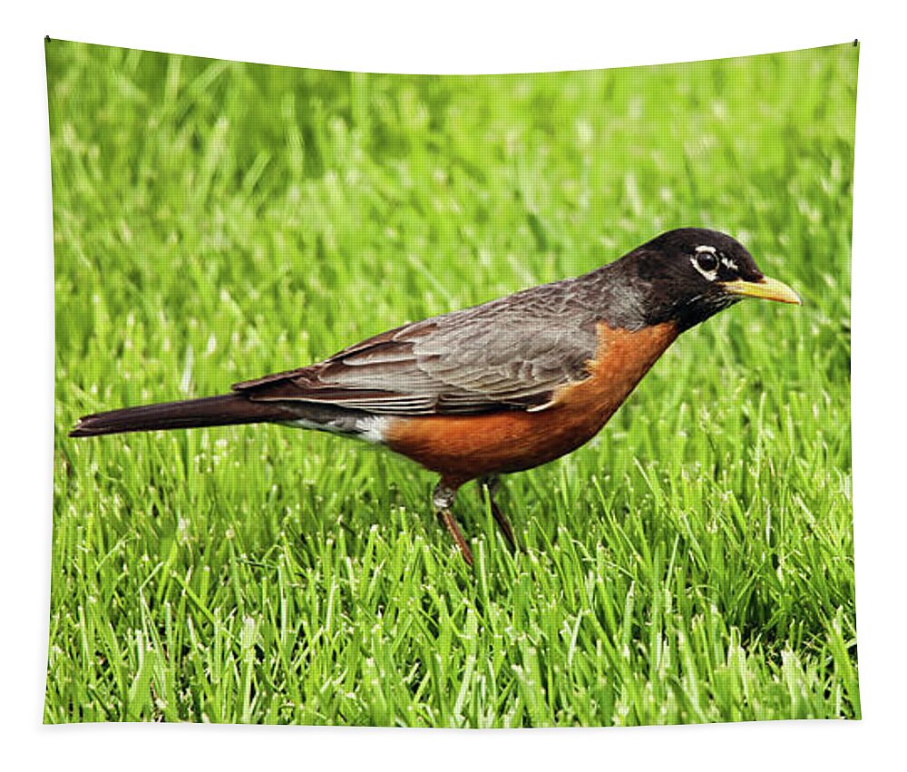 Robin Tapestry featuring the photograph Where's The Round Robin Tournament by Scott Burd