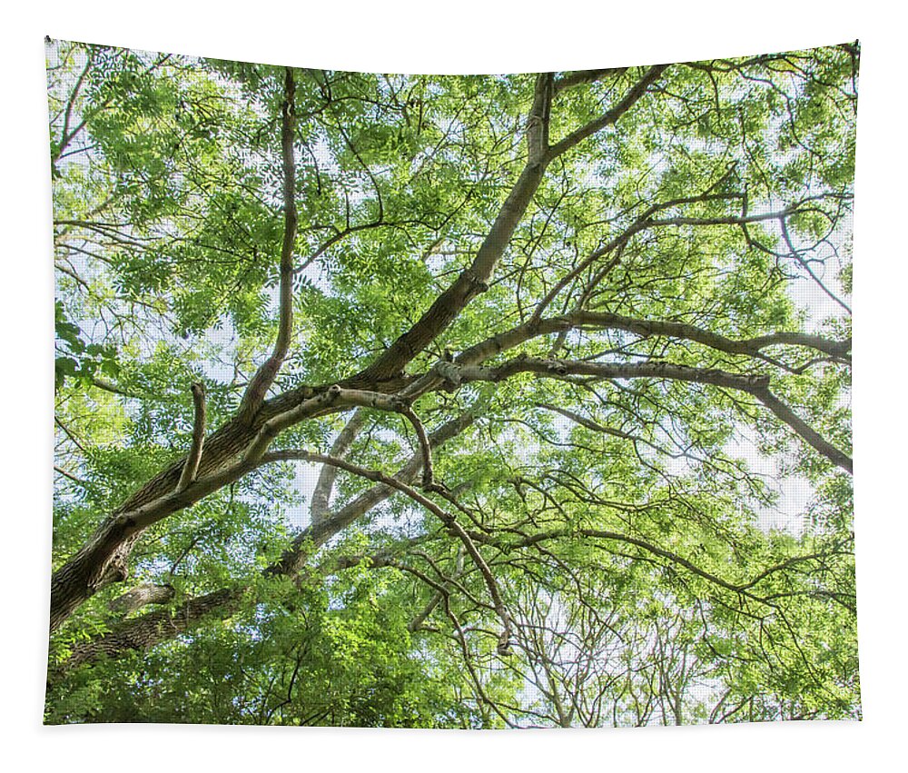 Whetstone Stray Tapestry featuring the photograph Whetstone Stray Trees Fall 17 by Edmund Peston