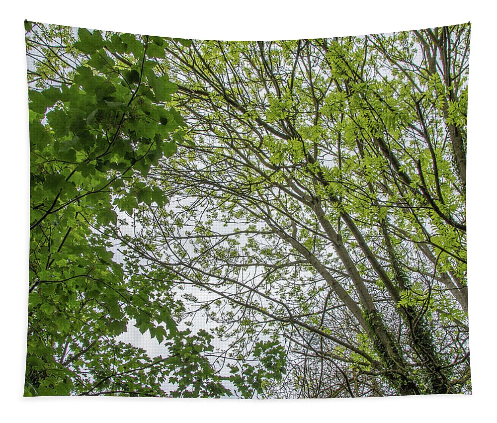 Whetstone Stray Tapestry featuring the photograph Whetstone Stray Trees Spring 1 by Edmund Peston