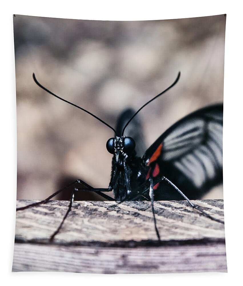 Details Tapestry featuring the photograph Whispering of butterfly wings 16 by Jaroslav Buna