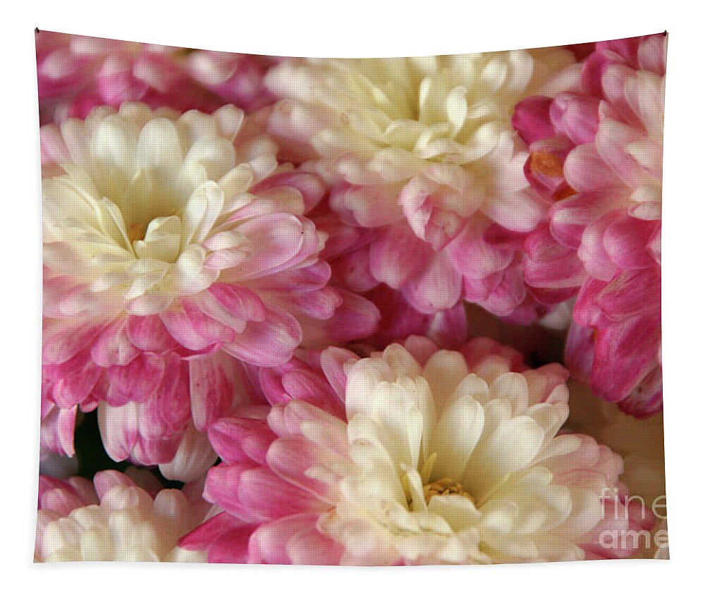 Flora Tapestry featuring the photograph White and Pink Mums by Mariarosa Rockefeller